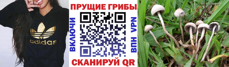 Псилоцибиновые грибы мицелий  купить  сайты  Тула 